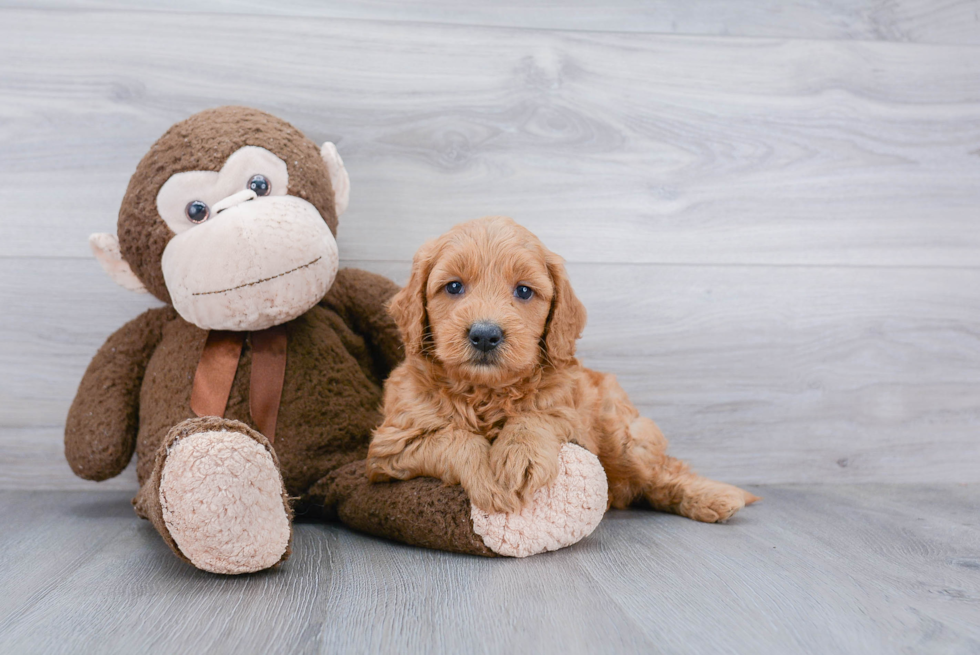 Best Mini Goldendoodle Baby