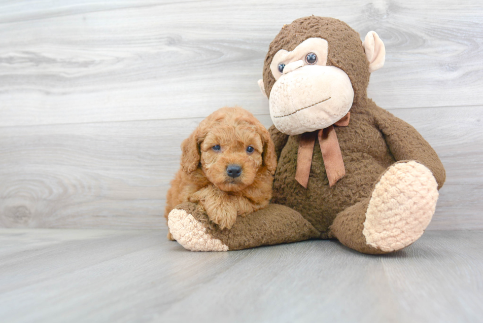 Friendly Mini Goldendoodle Baby