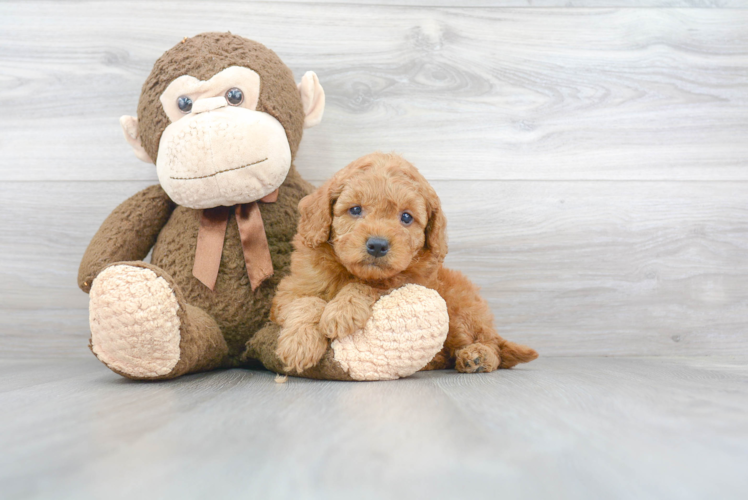 Hypoallergenic Golden Retriever Poodle Mix Puppy