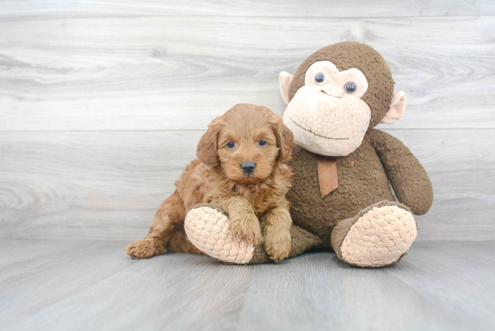 Petite Mini Goldendoodle Poodle Mix Pup