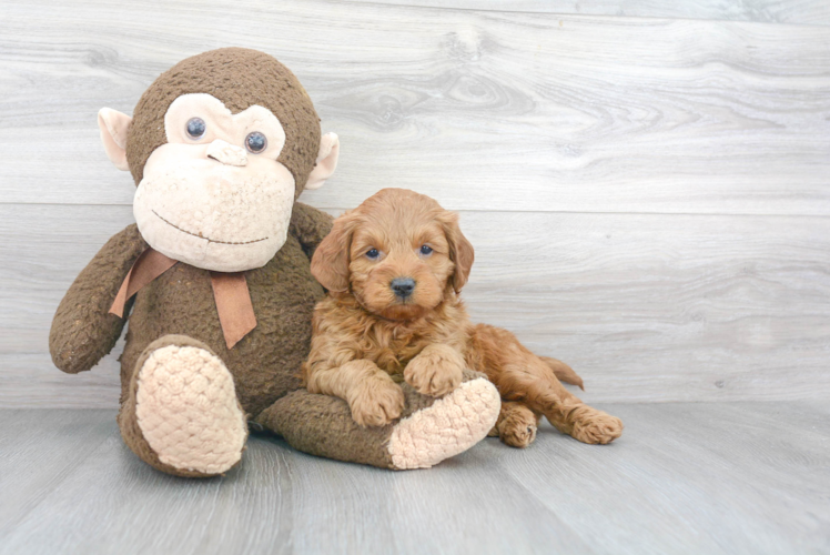 Fluffy Mini Goldendoodle Poodle Mix Pup