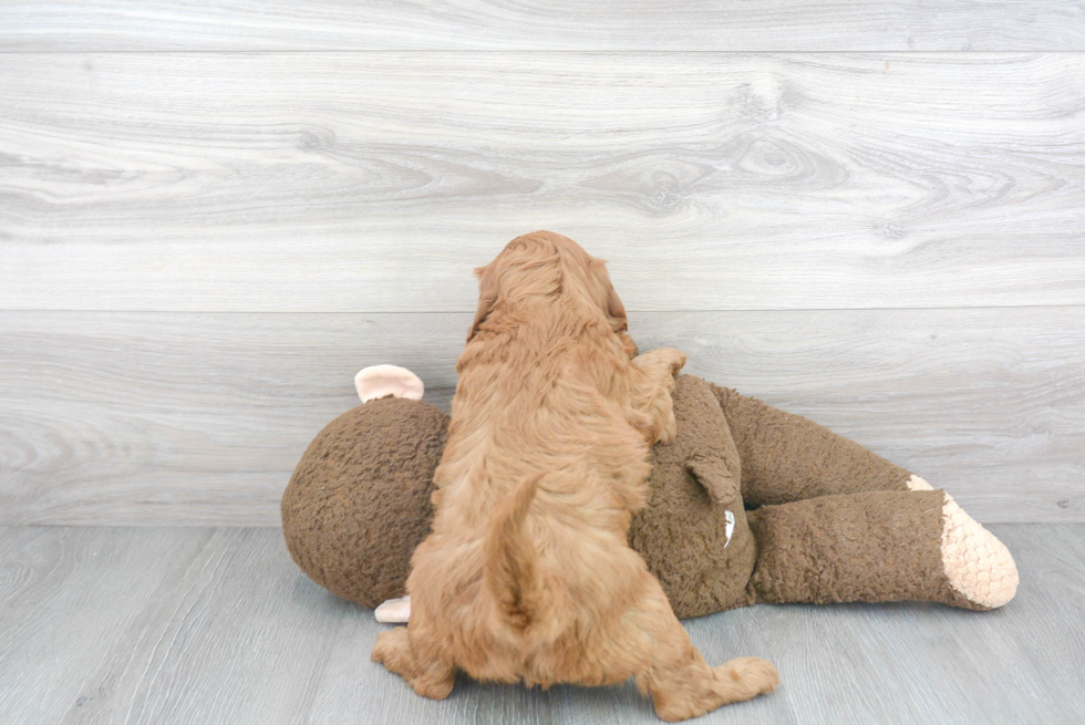 Mini Goldendoodle Puppy for Adoption