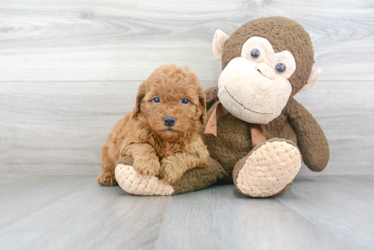 Fluffy Mini Goldendoodle Poodle Mix Pup