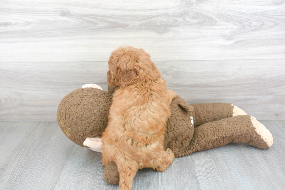 Mini Goldendoodle Puppy for Adoption