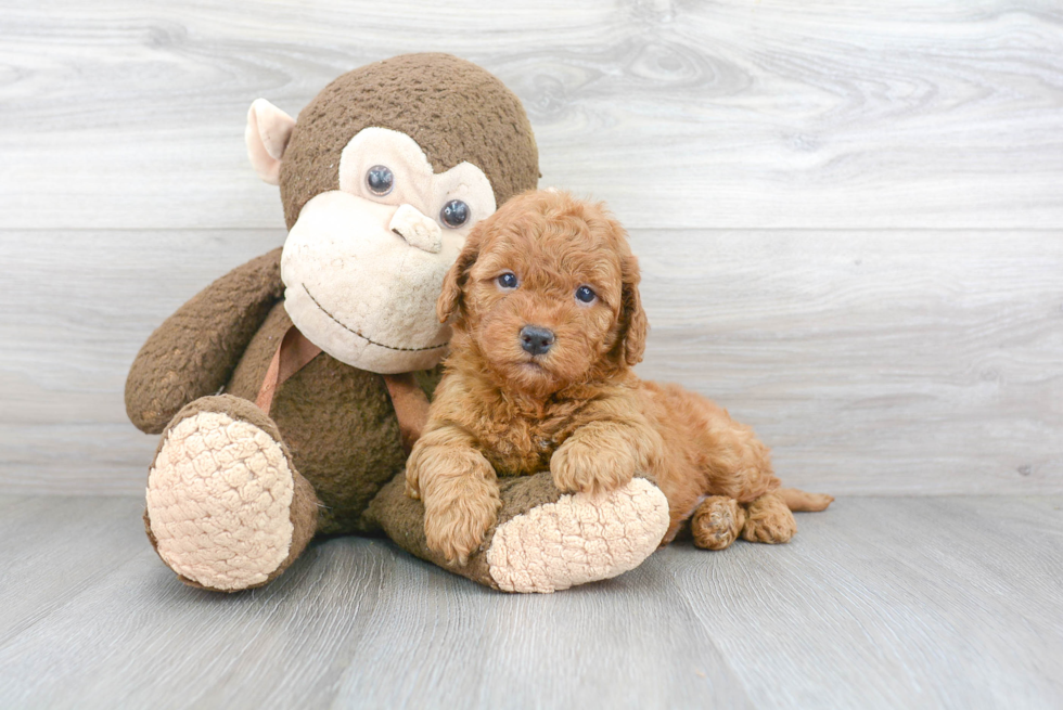 Funny Mini Goldendoodle Poodle Mix Pup