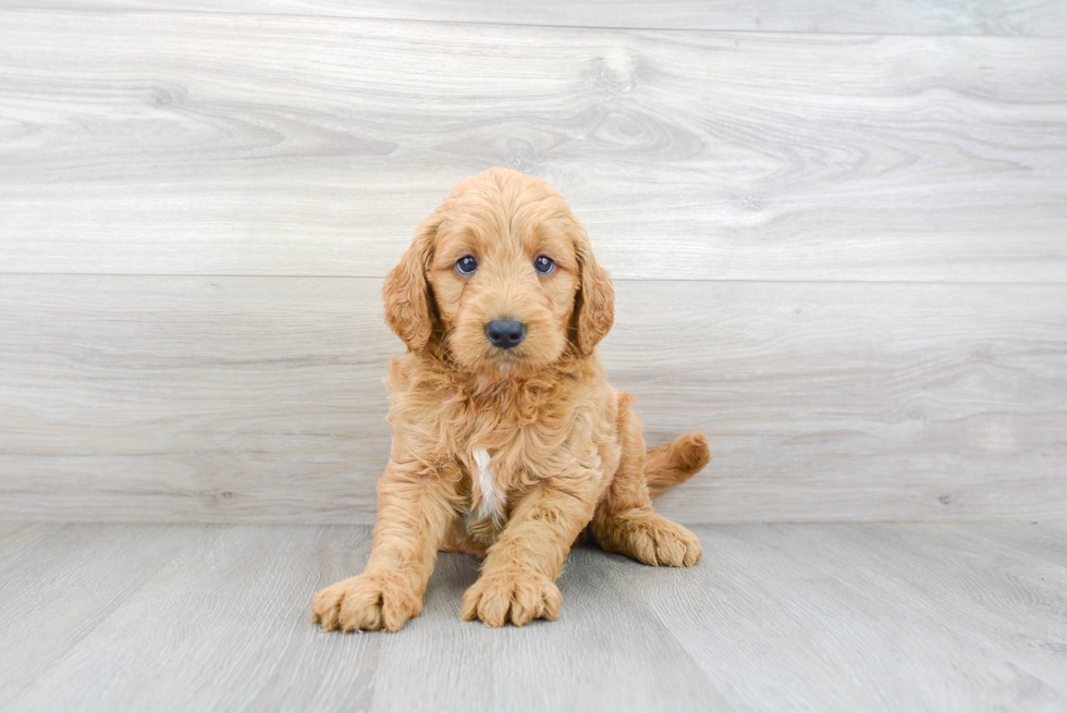 Hypoallergenic Golden Retriever Poodle Mix Puppy