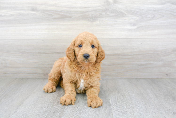 Mini Goldendoodle Pup Being Cute