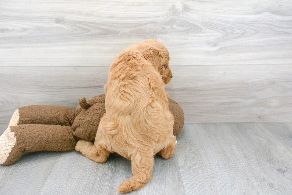 Best Mini Goldendoodle Baby