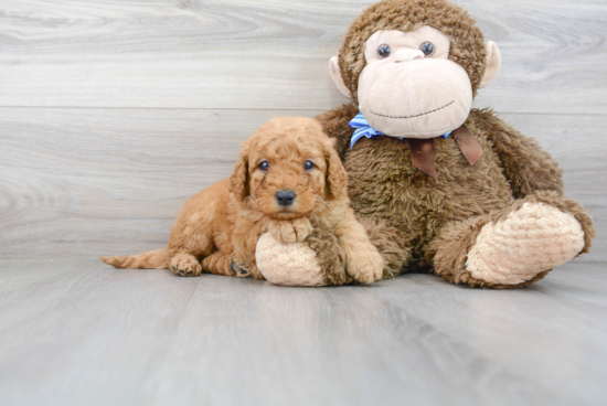 Best Mini Goldendoodle Baby