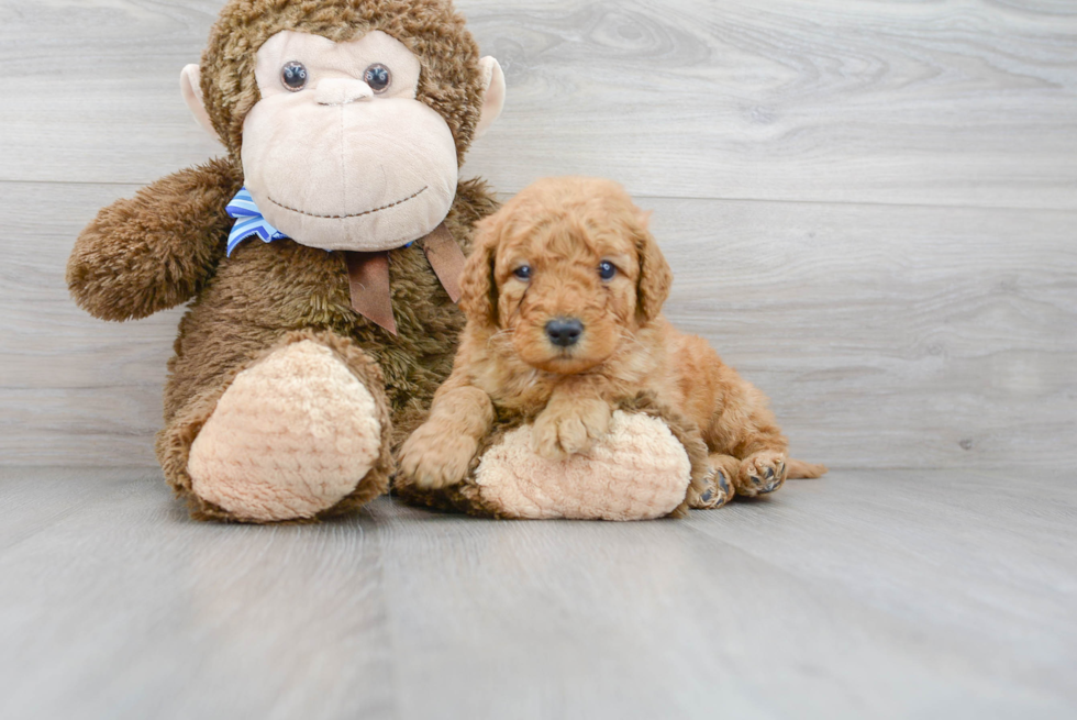 Mini Goldendoodle Puppy for Adoption