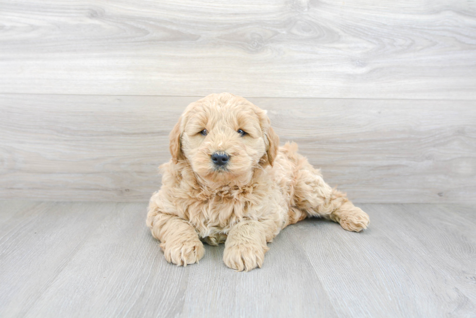 Hypoallergenic Golden Retriever Poodle Mix Puppy