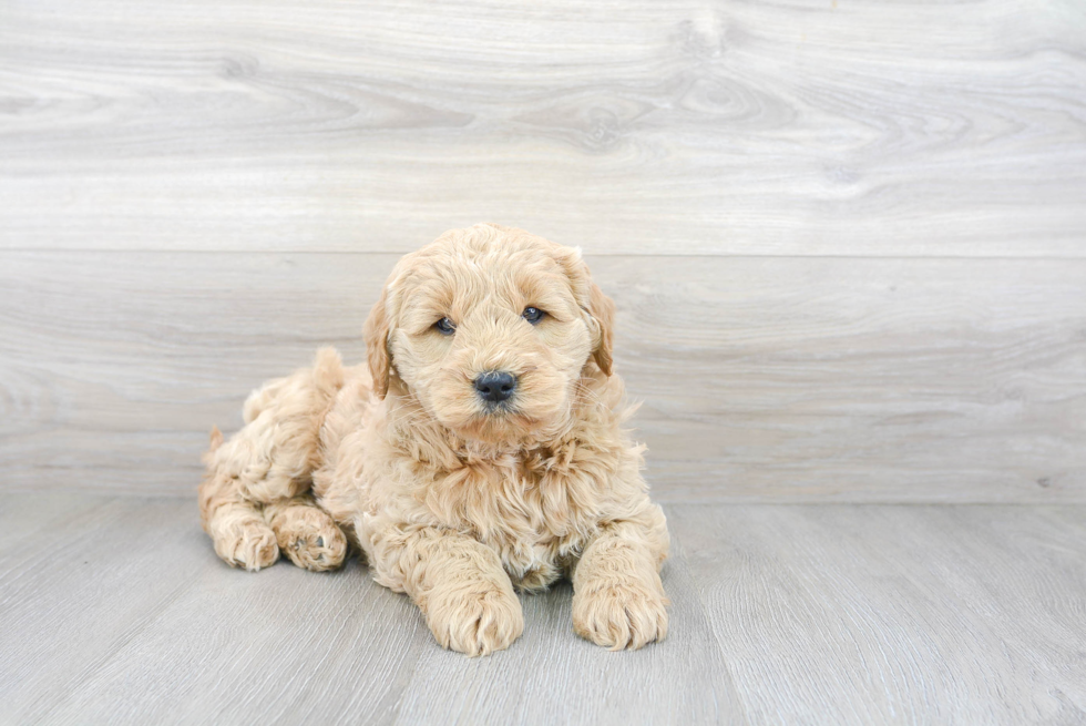 Sweet Mini Goldendoodle Baby