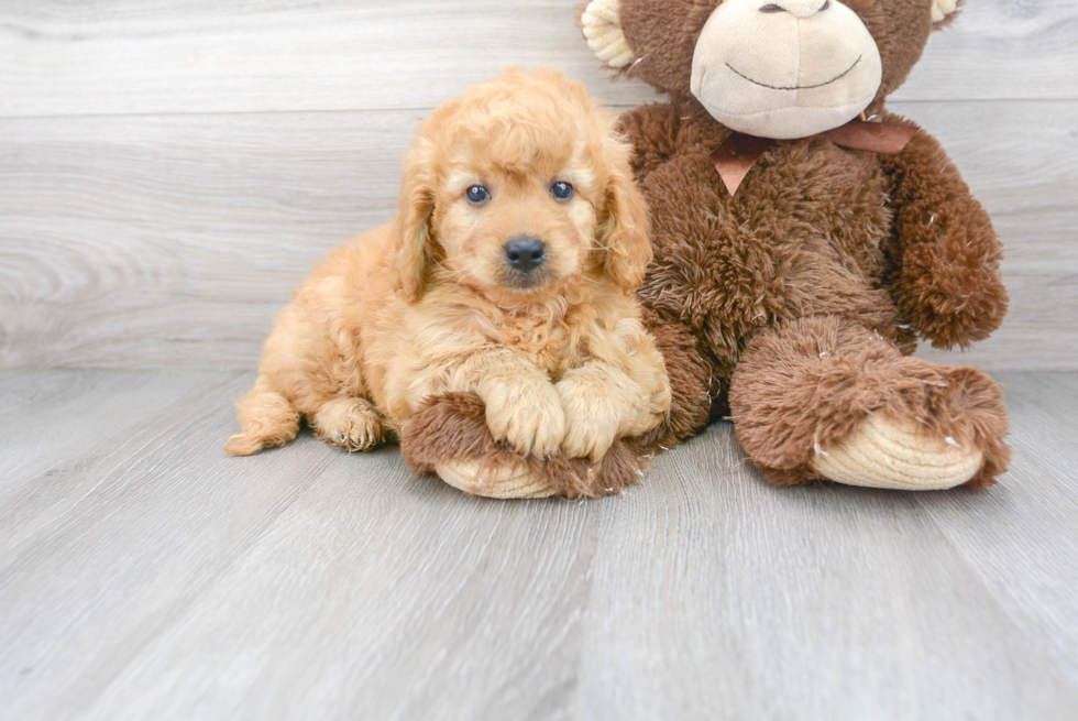 Cute Golden Retriever Poodle Mix Puppy