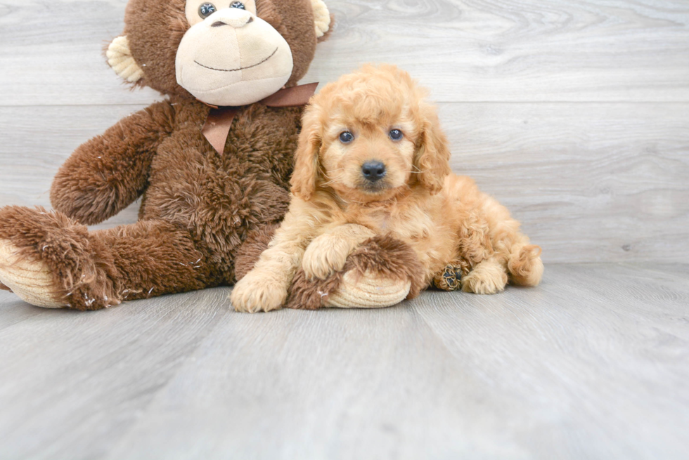 Cute Golden Retriever Poodle Mix Puppy