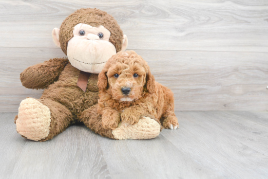 Mini Goldendoodle Pup Being Cute