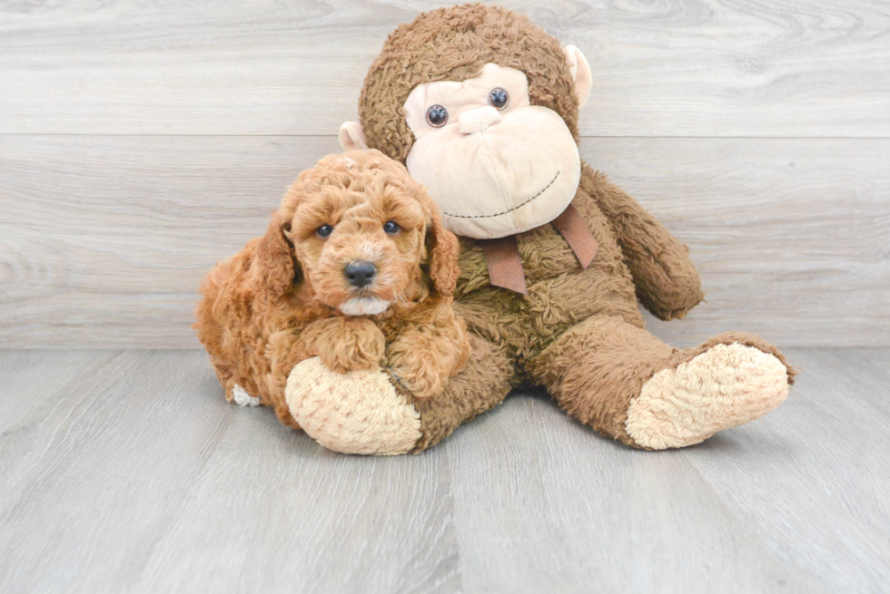 Best Mini Goldendoodle Baby