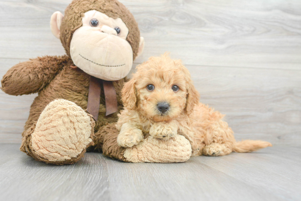 Popular Mini Goldendoodle Poodle Mix Pup