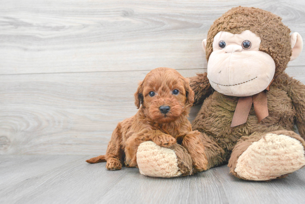 Adorable Golden Retriever Poodle Mix Puppy