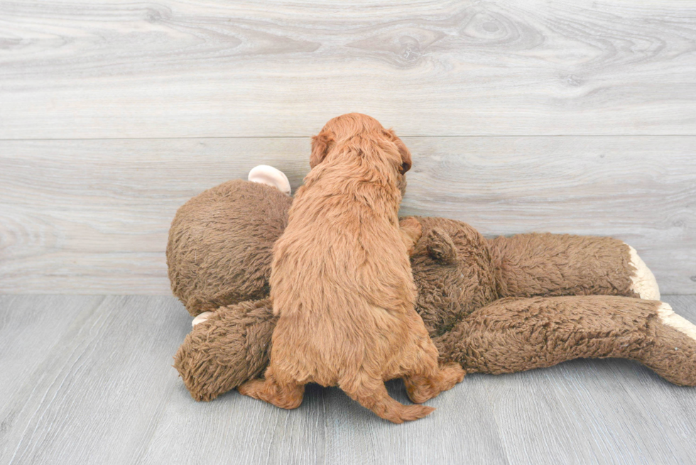 Mini Goldendoodle Puppy for Adoption