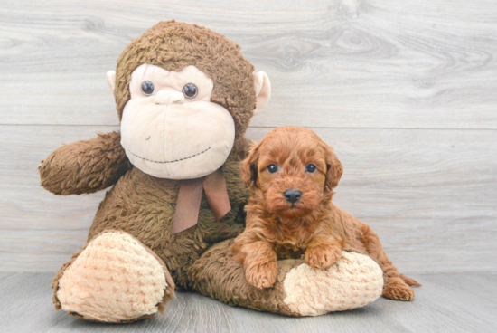 Hypoallergenic Golden Retriever Poodle Mix Puppy