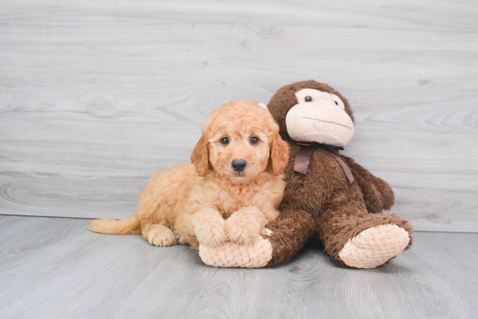 Happy Mini Goldendoodle Baby