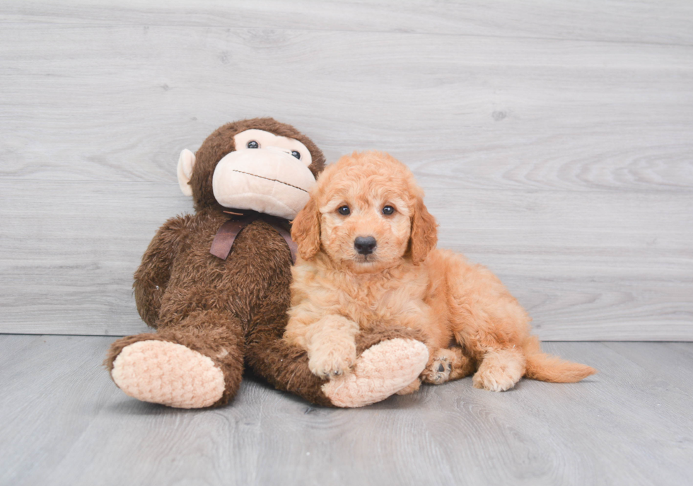 Mini Goldendoodle Puppy for Adoption