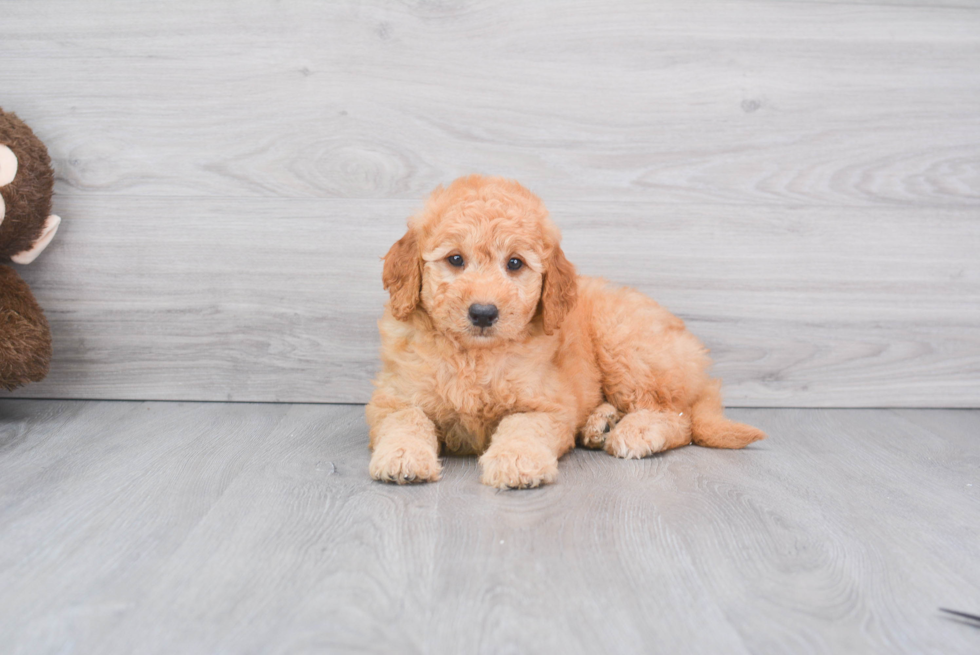 Small Mini Goldendoodle Baby