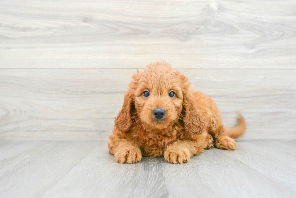 Funny Mini Goldendoodle Poodle Mix Pup