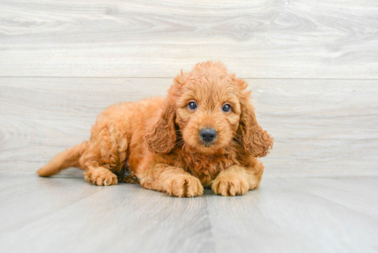 Best Mini Goldendoodle Baby