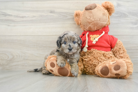 Mini Goldendoodle Puppy for Adoption