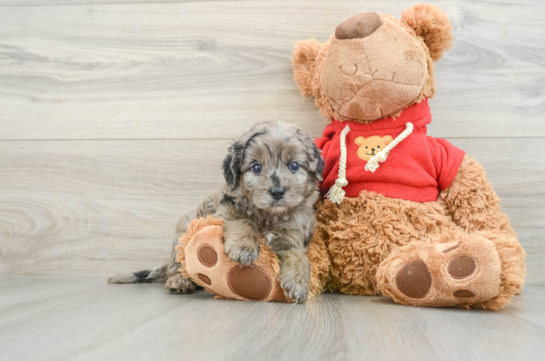 Mini Goldendoodle Puppy for Adoption