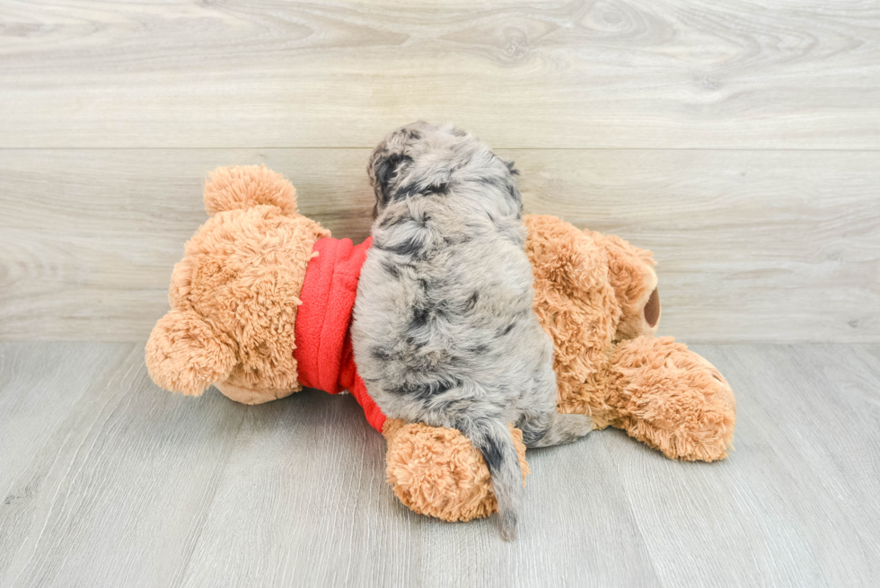 Best Mini Goldendoodle Baby