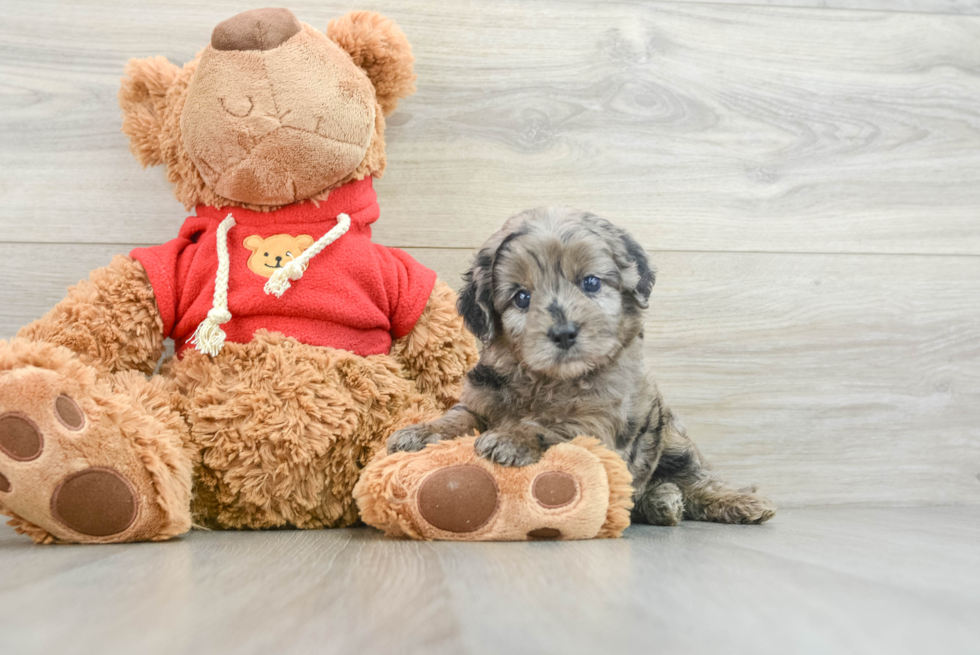 Best Mini Goldendoodle Baby