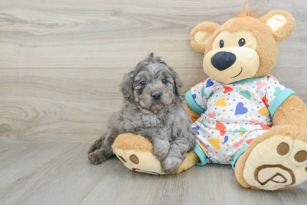 Petite Mini Goldendoodle Poodle Mix Pup