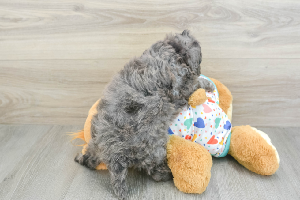 Best Mini Goldendoodle Baby