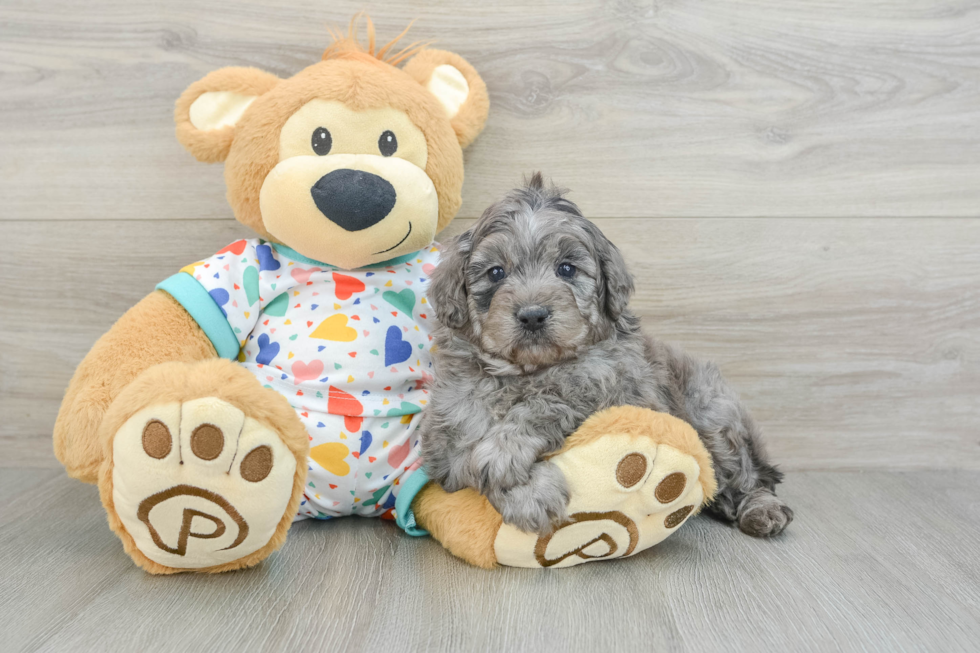 Friendly Mini Goldendoodle Baby