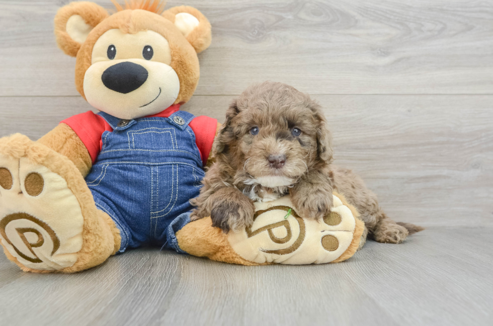 6 week old Mini Goldendoodle Puppy For Sale - Premier Pups