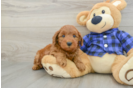 Playful Mini Groodle Poodle Mix Puppy
