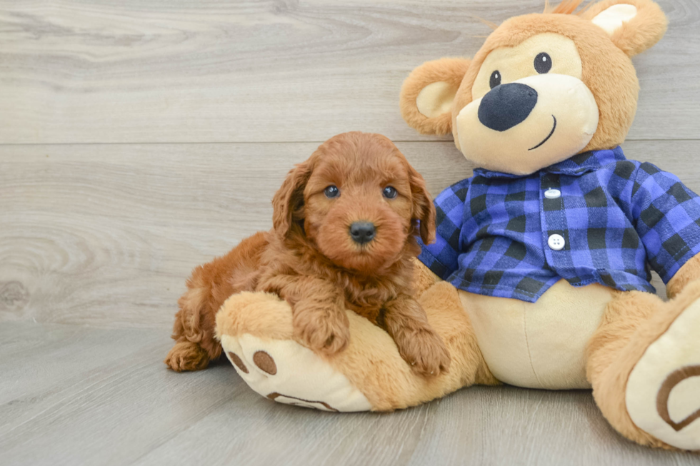 Playful Mini Groodle Poodle Mix Puppy
