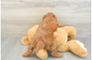 Best Mini Goldendoodle Baby