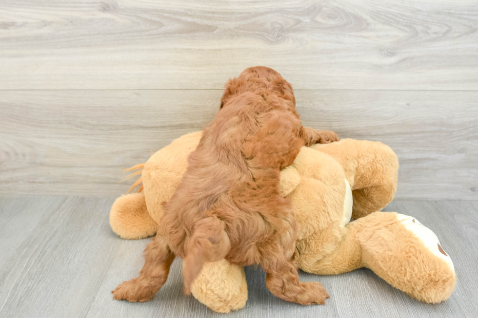 Best Mini Goldendoodle Baby