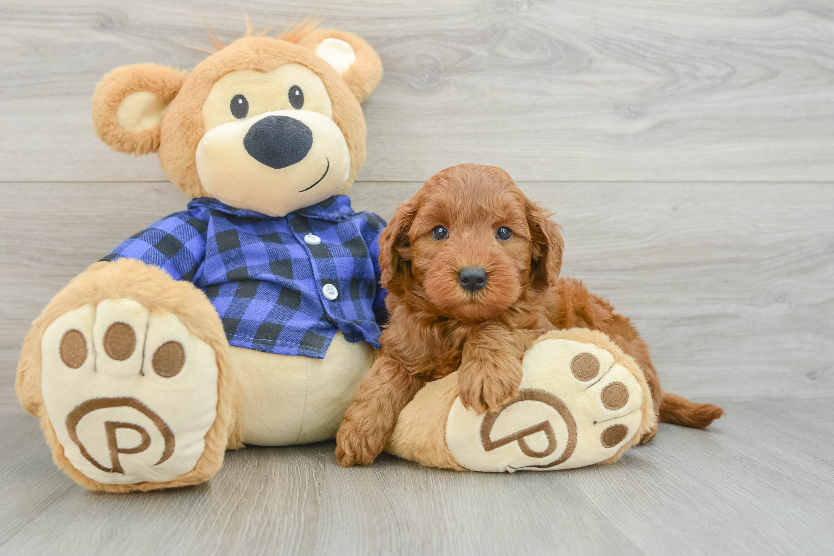 Friendly Mini Goldendoodle Baby
