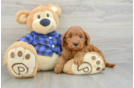 Friendly Mini Goldendoodle Baby