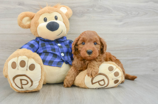 Friendly Mini Goldendoodle Baby