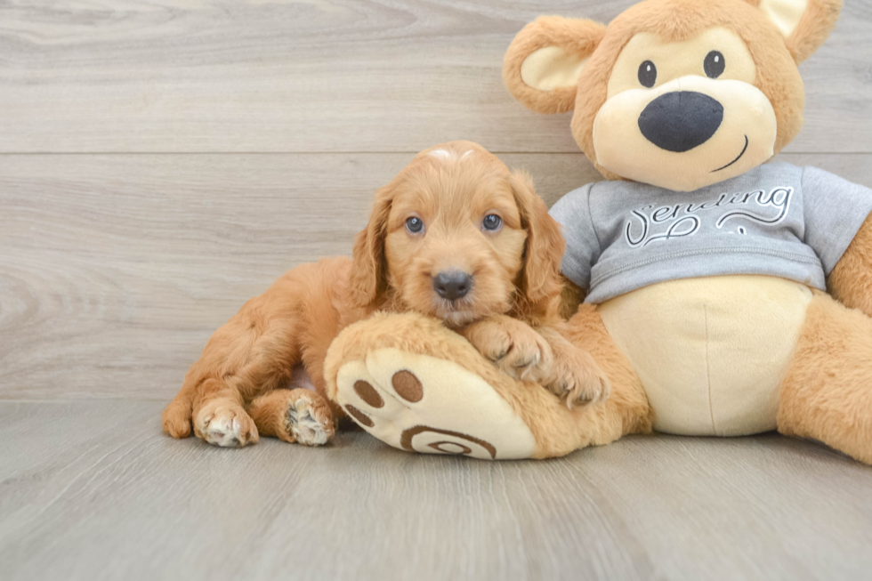 Cute Mini Goldendoodle Baby