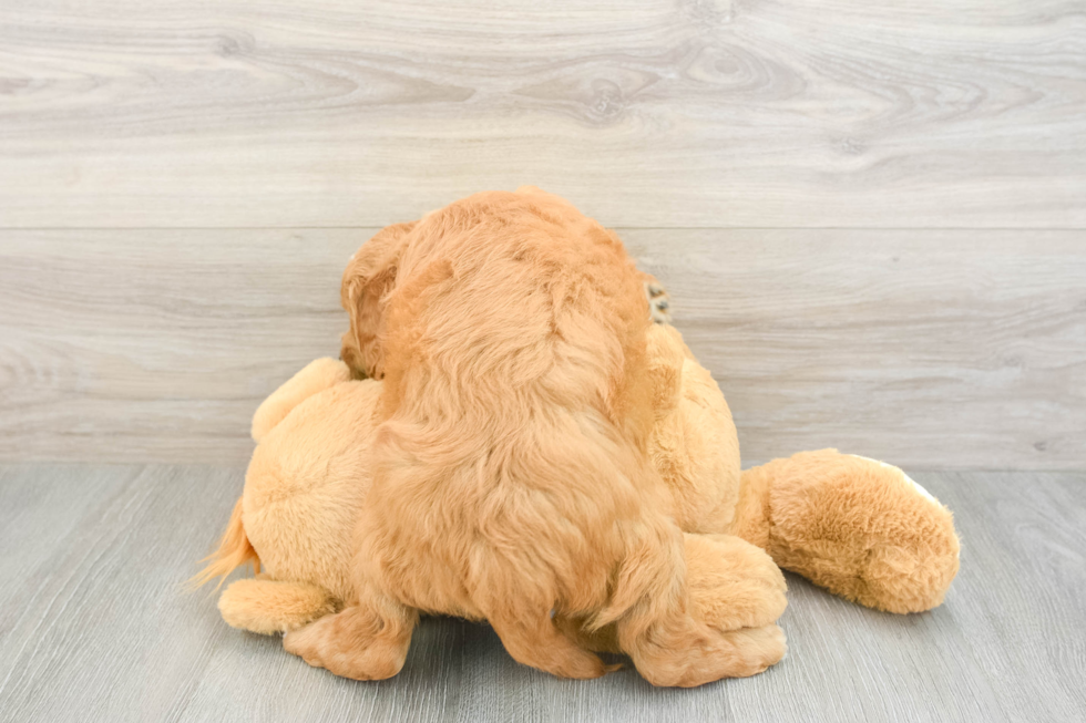 Best Mini Goldendoodle Baby