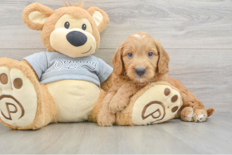 Playful Mini Groodle Poodle Mix Puppy