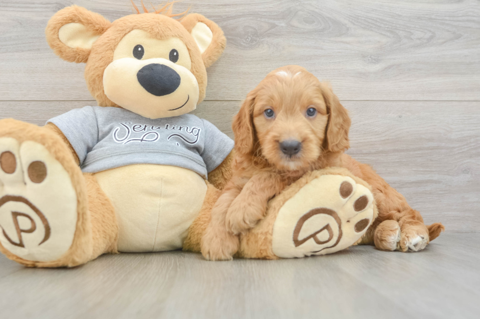 Playful Mini Groodle Poodle Mix Puppy