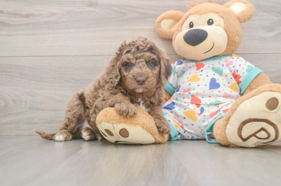 5 week old Mini Goldendoodle Puppy For Sale - Premier Pups