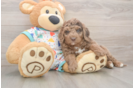 Smart Mini Goldendoodle Poodle Mix Pup